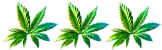 Cannabis 3 leafs 50px