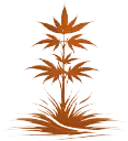 Cannabis Plant Icon