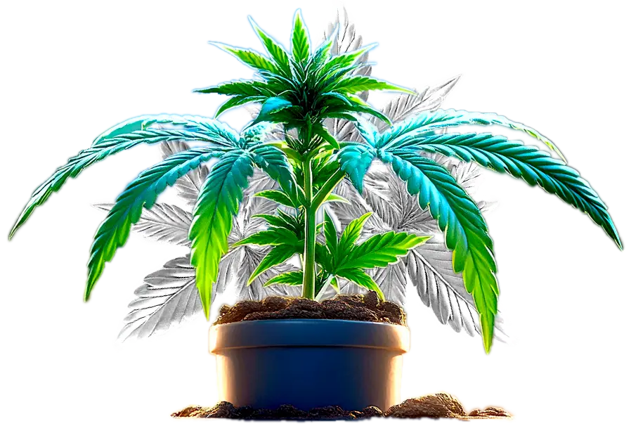 Cannabis Pot