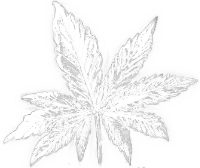 Cannabis leaf gray