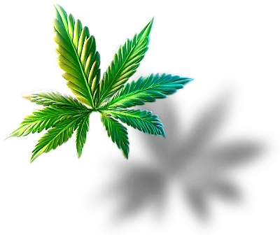 Cannabis leaf shadow