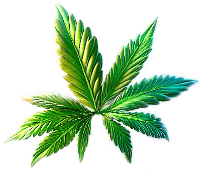 Cannabis leaf