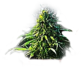 Cannabis small 2