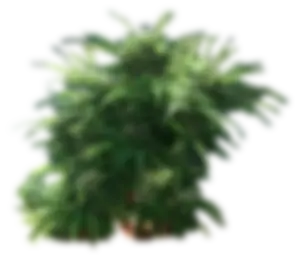 Cannabis small 3 blur